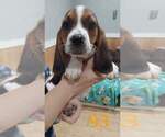 Small Photo #6 Basset Hound Puppy For Sale in CENTRALIA, WA, USA