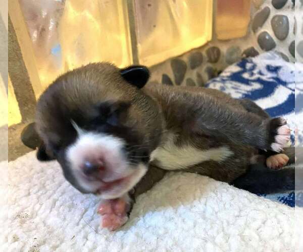 Medium Photo #8 Mutt Puppy For Sale in Imlay City, MI, USA