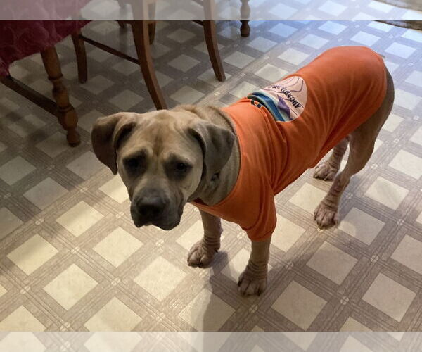 Medium Photo #10 American Pit Bull Terrier Puppy For Sale in Virginia Beach, VA, USA