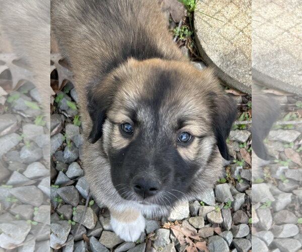 Medium Photo #3 Australian Shepherd-Great Dane Mix Puppy For Sale in Rockaway, NJ, USA