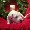 Small Photo #82 Dogo Argentino Puppy For Sale in PINEVILLE, MO, USA