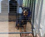 Small Photo #1 Rottweiler Puppy For Sale in LITHONIA, GA, USA
