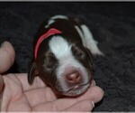 Small Photo #3 English Springer Spaniel Puppy For Sale in LITCHFIELD, MN, USA