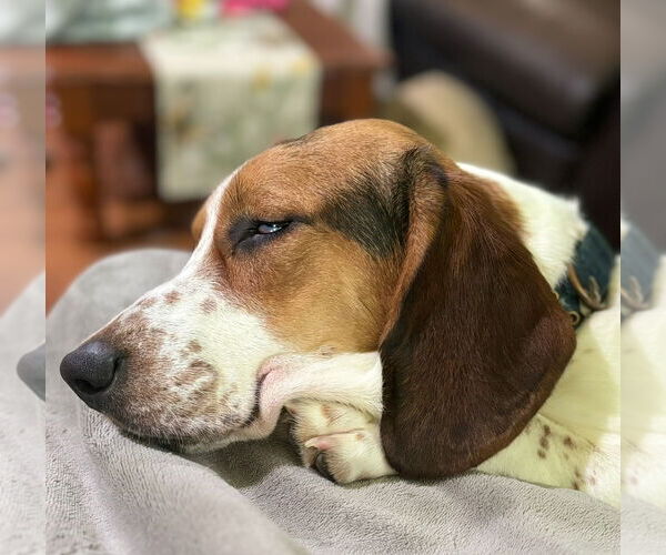 Medium Photo #2 Basset Hound Puppy For Sale in Brookville, OH, USA