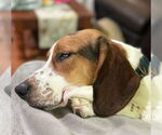 Small #1 Basset Hound