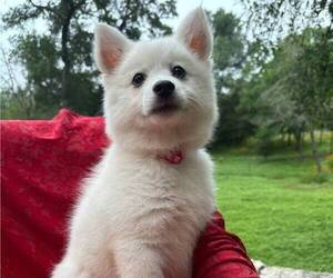 Medium Miniature American Eskimo