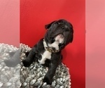 Small Photo #22 French Bulldog Puppy For Sale in NEWARK, NJ, USA