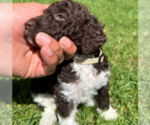 Small #4 Labradoodle mix (+ Poodle Standard)