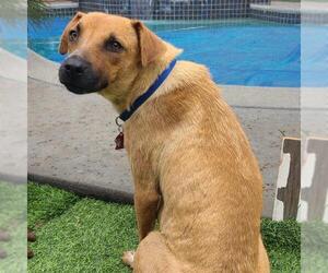 Mutt Dogs for adoption in San Diego, CA, USA