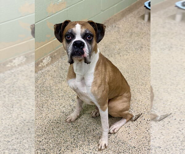 Medium Photo #3 Boxer Puppy For Sale in Austin, TX, USA