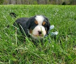 Small #3 Bernese Mountain Dog