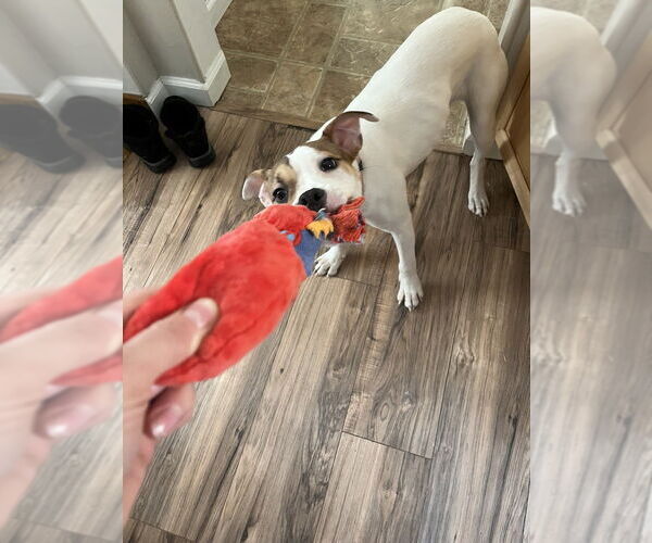 Medium Photo #4 Mutt Puppy For Sale in Springdale, PA, USA