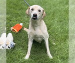 Small #3 Labrador Retriever