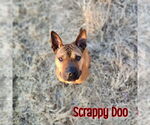 Small #23 American Staffordshire Terrier-Chinese Shar-Pei Mix