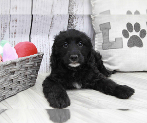 Goldendoodle (Miniature) Puppy for sale in MARIETTA, GA, USA