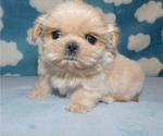 Small #2 Shih Tzu