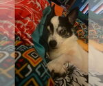 Small Chihuahua