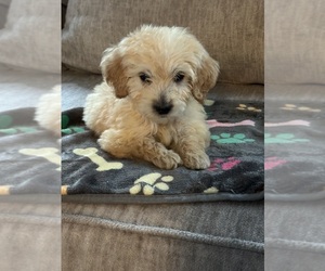 Cavapoo Puppy for sale in STOKESDALE, NC, USA