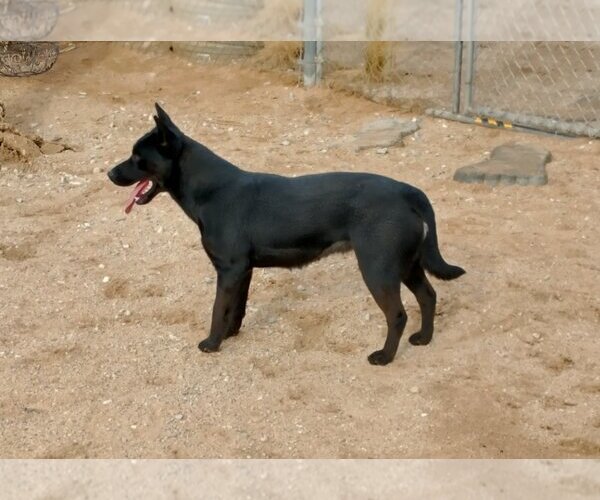 Medium Photo #10 Labrador Retriever Puppy For Sale in Apple Valley, CA, USA