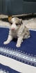 Small Photo #4 Border Collie Puppy For Sale in ROCK ISLAND, IL, USA