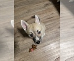 Small #68 Pomsky