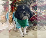 Small #4 Shih Tzu