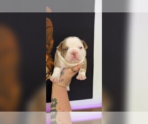 French Bulldog Puppy for sale in WINSTON SALEM, NC, USA