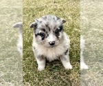 Small #4 Miniature Australian Shepherd