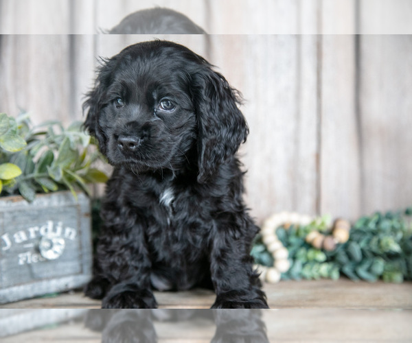 Medium Photo #18 Cocker Spaniel Puppy For Sale in BALTIC, OH, USA