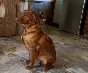 Mother of the Golden Retriever puppies born on 11/20/2025