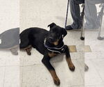 Small #2 Rottweiler Mix