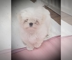 Small Photo #2 Maltese Puppy For Sale in COVINGTON, KY, USA