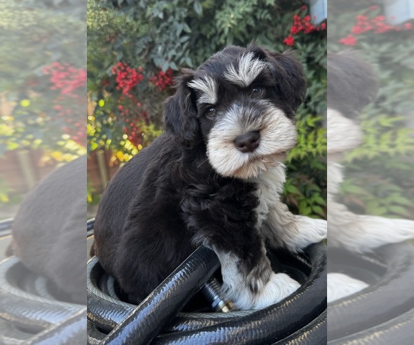 Medium Photo #4 Schnauzer (Miniature) Puppy For Sale in FAIRFIELD, CA, USA