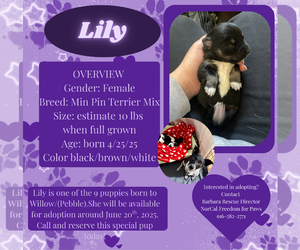 Miniature Pinscher Dogs for adoption in Rancho Cordova, CA, USA