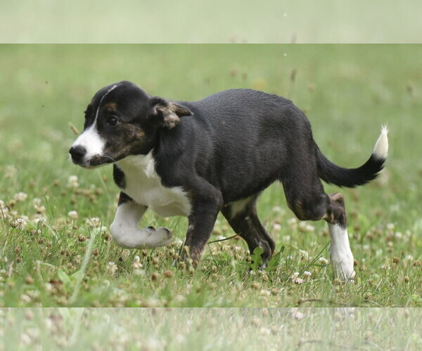 Medium Photo #1 Plott Hound-Unknown Mix Puppy For Sale in Mechanicsburg, PA, USA