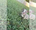 Puppy Puppy 2 Sydney Bulldog