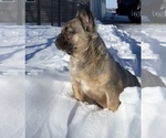 Small #2 French Bulldog