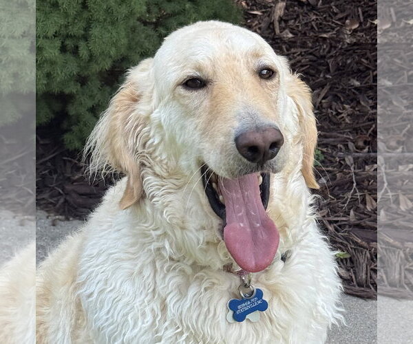 Medium Photo #2 Golden Pyrenees Puppy For Sale in Mount Airy, NC, USA