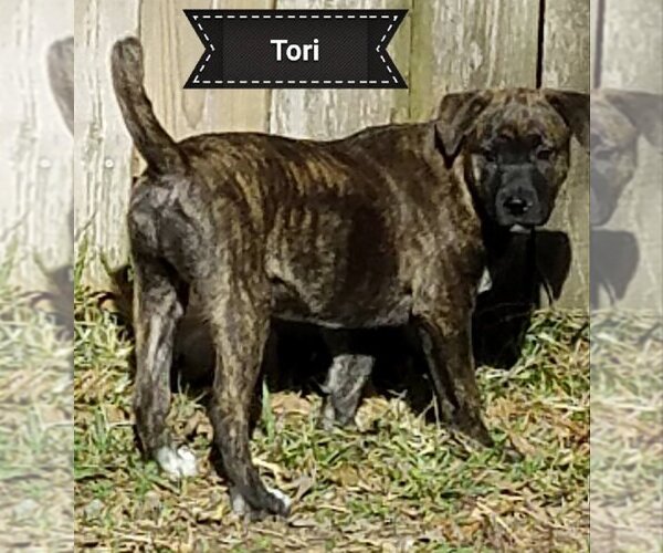 Medium Photo #21 Rottweiler-Unknown Mix Puppy For Sale in Spring, TX, USA