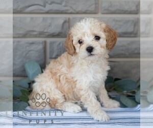 Poochon Puppy for sale in MIFFLINBURG, PA, USA