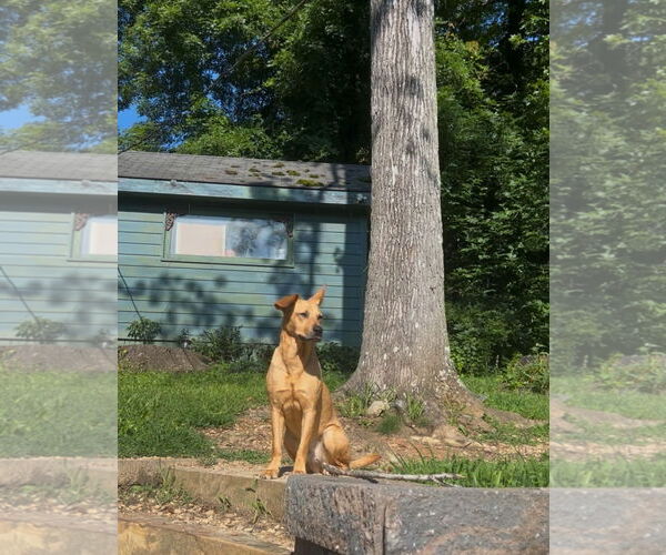 Medium Photo #12 Australian Shepherd-Unknown Mix Puppy For Sale in Decatur, GA, USA