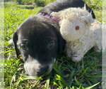 Small Photo #2 Bulldog-Unknown Mix Puppy For Sale in Tarrytown, GA, USA