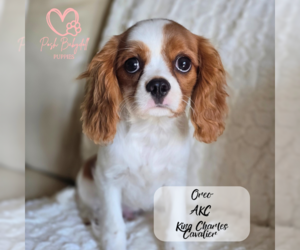 Cavalier King Charles Spaniel Puppy for sale in ELMHURST, IL, USA