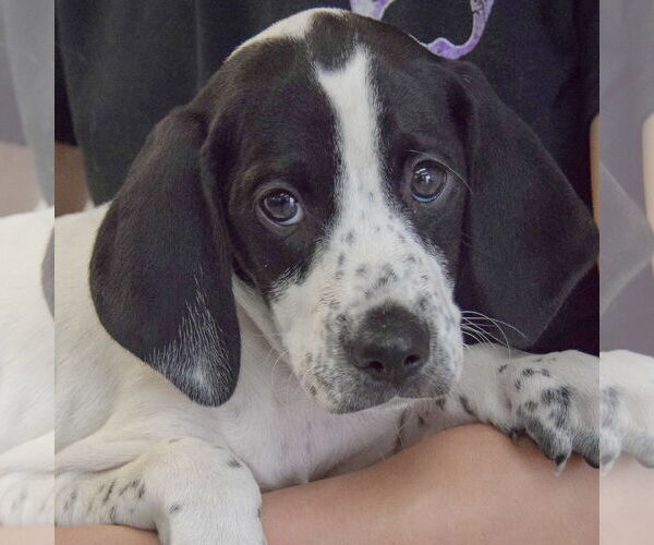 Medium Photo #6 Beagle-Brittany Mix Puppy For Sale in Huntley, IL, USA