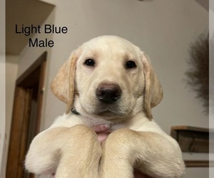 Labrador Retriever Puppy for sale in TROUT RUN, PA, USA