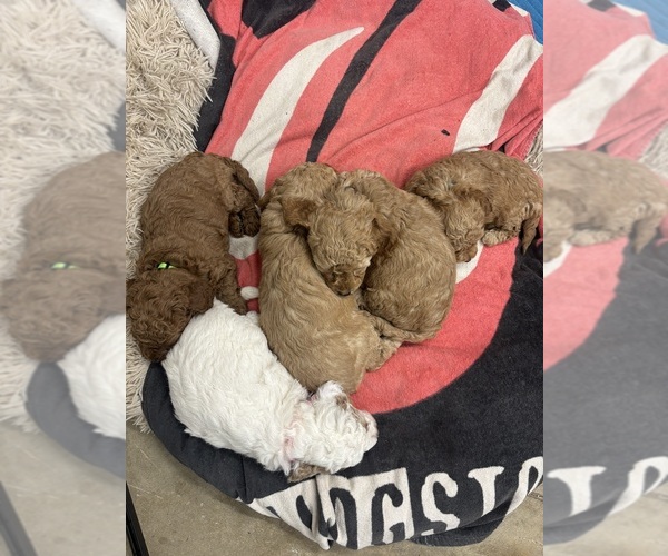 Medium Photo #1 Goldendoodle mix (+ Poodle Miniature) Puppy For Sale in ROANOKE, IN, USA