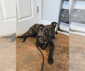 Plott Hound Dogs for adoption in Bolivar, MO, USA