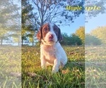 Small Photo #5 English Springer Spaniel Puppy For Sale in DILLSBURG, PA, USA