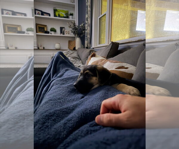 Medium Photo #4 Mutt Puppy For Sale in Germantown, OH, USA