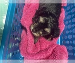 Small Photo #4 Morkie Puppy For Sale in LUBBOCK, TX, USA